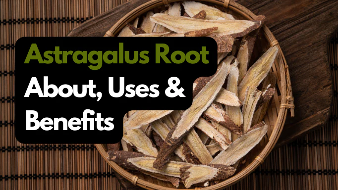 黄芪：简介、用途和益处 (Astragalus Root: About, Uses & Benefits)