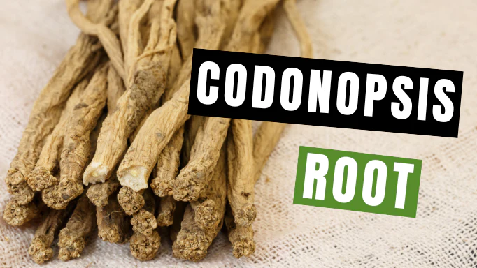 党参的 5 种妙用(5 Brilliant Uses for Codonopsis Root (Dang Shen))